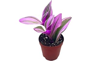 BubbleBlooms Pink Tradescantia Nanouk, Variegated Wandering Jew, Rare 2 inch Tiny Mini Pixie Plant