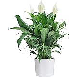 Costa Farms Peace Lily, Spathiphyllum, Live Indoor Plant, in White Cylinder Pot, 15-Inch, Great Gift