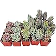 15 Pack Assorted Succulents Plants Live, Including Haworthia Succulents, Rare Home Plants for Indoor House Home Garden Wedding Decor Party Favor