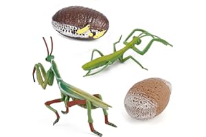 Momoplay Mantis Insects Animals Figurine Toys, Mantis Life Cycle Set Great Creative Gifts, Crafting Toys and Learning Toys for Kids (4 Pcs)