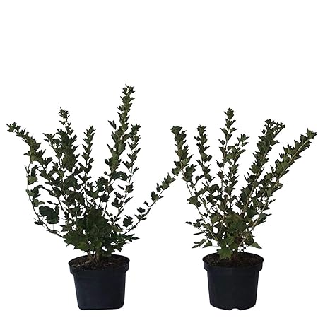 Müllers Grüner Garten Shop 2er Set 2 x Stachelbeere Busch Hinnonmäki gelb + rot 30-50 cm Gesamthöhe inkl. 3 Liter Topf