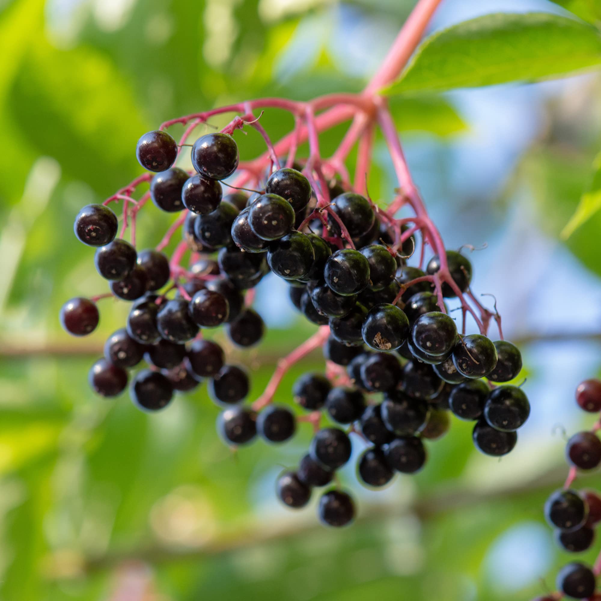 Frontier Co-op Organic Elderberry, 4.23 Ounce Bag | Dried Elderberries for Preparing Syrup | Kosher | Perfect for Tea and Herbal Blends
