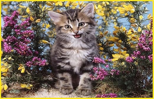 Amazon Com Calico Kitten Cat With Yellow Pink Flowers Vinyl