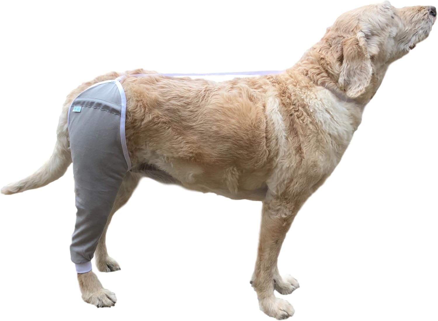 After Surgery Wear Hip And Thigh Wound Protective Sleeve For Dogs Dog Recovery Sleeve Recommended By Vets Worldwide
