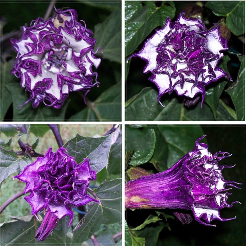 Best Garden Seeds Purple Moon Angel Trumpet Datura/Yellow Datura Metel Flowers, Professional Pack, 20 Seeds, Very Beautiful Flowers