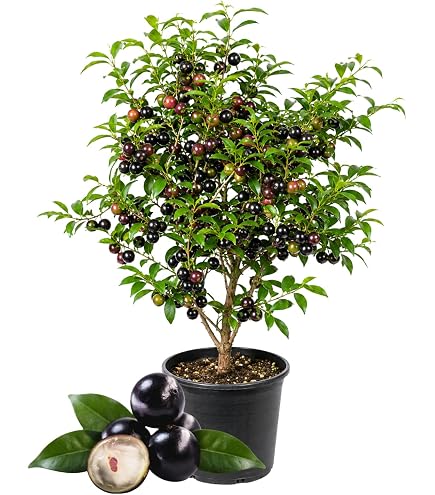 Amazon.com : Yellow Jaboticaba Cabelluda Myrciaria Glazioviana