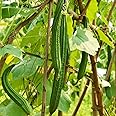 20 Luffa Sponge Gourd Non-GMO Heirloom Vegetable Seeds