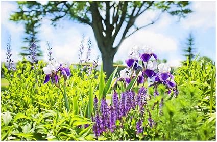 Amazon ウォールステッカー Mu3アクセント壁紙 アイリス W9 H600mm あやめ 菖蒲 花畑 ガーデニング 草原 写真 壁画 写真 ポスター 絵画 シール ウォールステッカー オンライン通販