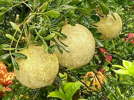 Green Paradise Rare Grafted Sweet Bael Limonia acidissima chocolate Wood Apple Grafted Fruit Live Plant Suitable for bonsai