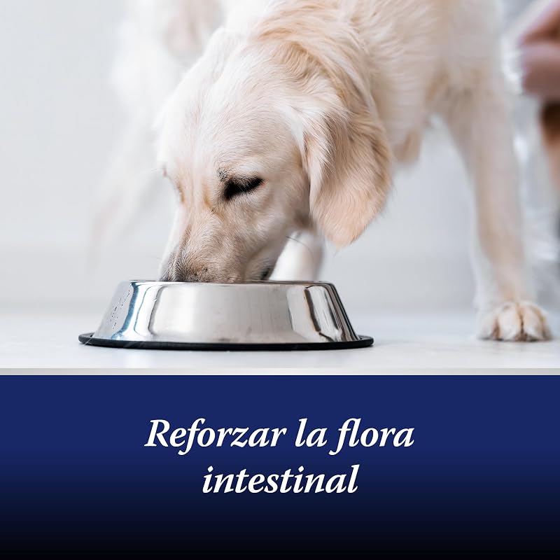 Flora intestinal Perro - probioticos Perros y prebióticos - construye la Flora intestinal Perro - promueve la digestión del Perro a través del Tratamiento intestinal Perro - 30 Comprimidos