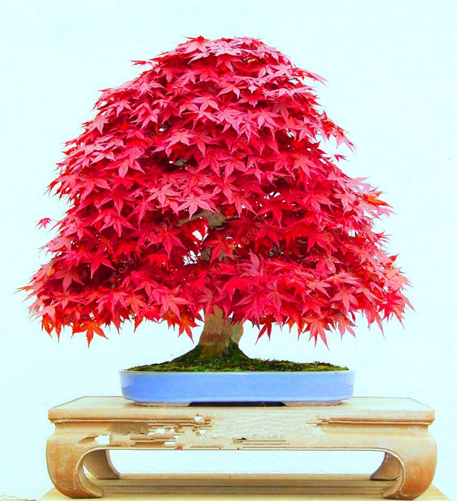 Acer palmatum - Japanese Red Maple - Bonsai - 10 Seeds