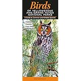 Birds of Yellowstone & Grand Teton National Parks: A Guide to Common & Notable Species