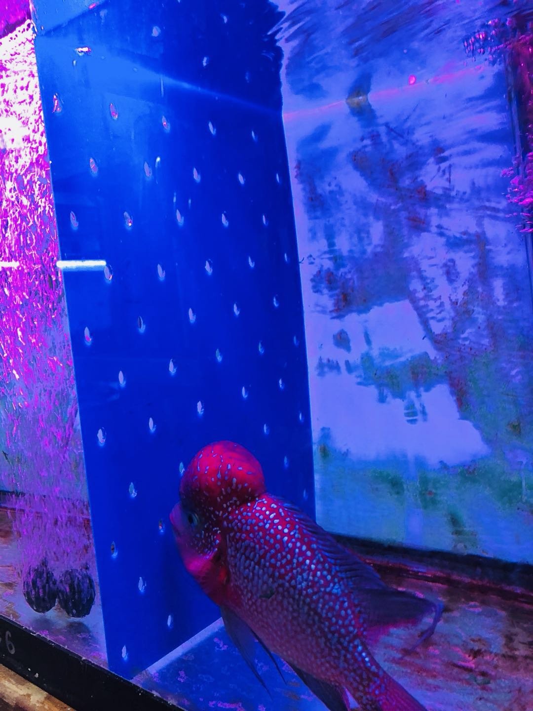 Fish & Aquatic Pets Tank Dividers toyuto Aquarium Fish Tank Acrylic