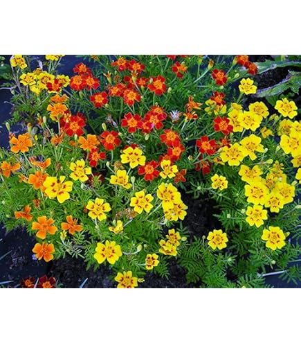 big planter pots outdoor Cortona Planter, Large - Terra Cotta