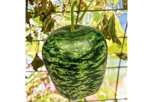 TomorrowSeeds - Apple Gourd Seeds - 20+ Count Packet - for 2024 Large Ornamental Gourds Green White Big Speckled Swan USA Garden Fall Tinda Pumpkin