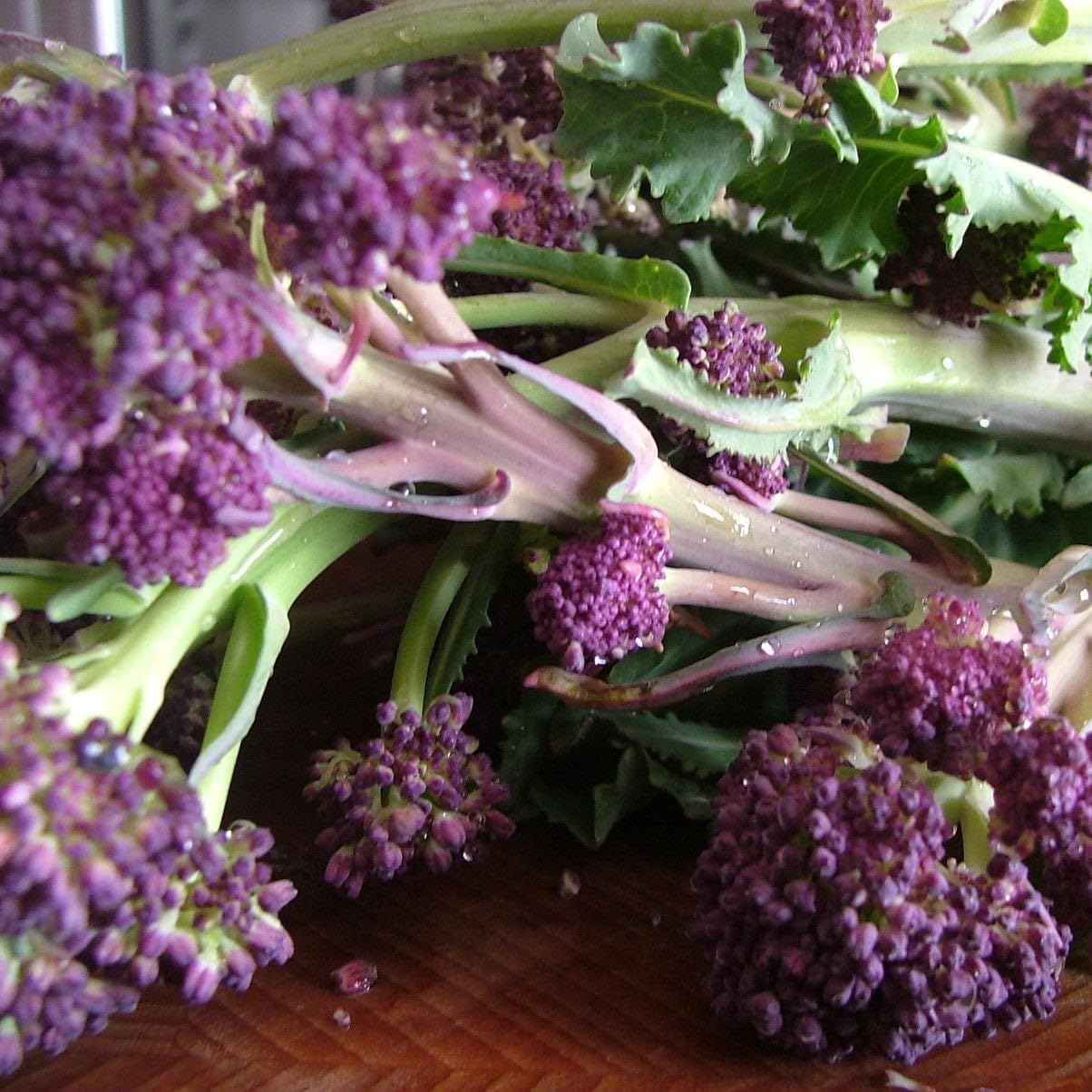 PREMIER SEEDS DIRECT - Broccoli Seeds - Purple Sprouting Early- 5 Grams