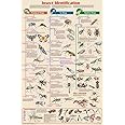 Feenixx Laminated Insect Identification Science Educational Chart Poster 24x36