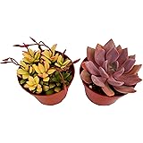 Fat Plants San DiegoSucculent Plant(s) Fully Rooted in 4 inch Planter Pots with Soil - Real Live Potted Succulents/Unique Indoor Cactus Decor