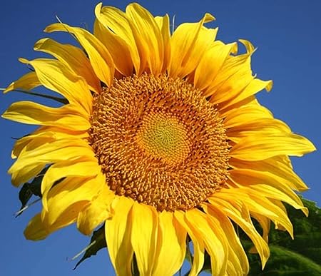 Promote Traders-Sunflower Russian Tall Flower Pack of 50 Seeds Dazzling Flower Colors Attractive Home Garden Decoration/Growing Fast Shrubs/Hanging Baskets