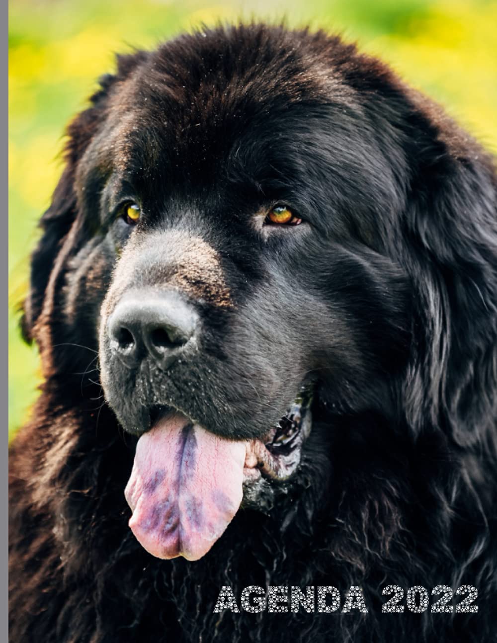 Calendrier Terre Neuve 2023 Agenda 2022: Chien Terre Neuve - Calendrier Annuel De Janvier À Décembre  2022 - Carnet Semainier Et Journalier - Grand Format A4 : Editions, 22:  Amazon.fr: Livres