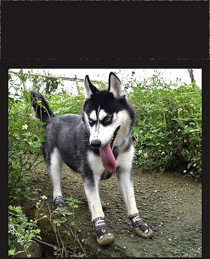 vibrant fellow dog boots