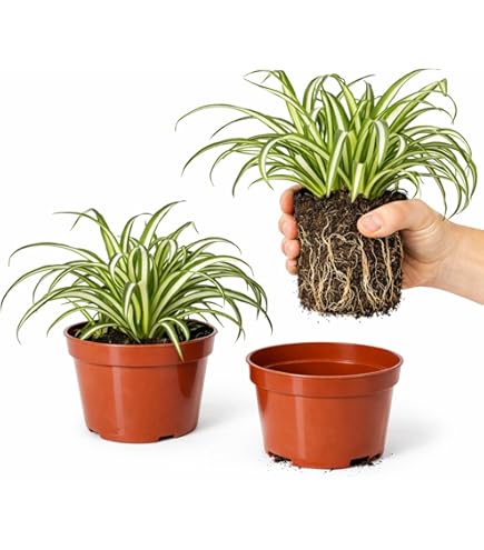 global green pothos Epipremnum aureum 'Global Green' - 4