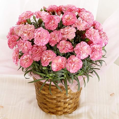 綺麗なカーネーション ピンク 品種 最高の花の画像