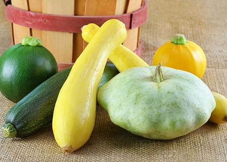 Creative Farmer Vegetable Seeds Summer Squash (Mixed In One Pack- Not Seperrated) Seeds - Summer Squash Seeds Seeds For Summer Season Home Garden Seeds