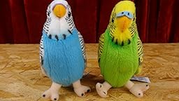 Vogelgezwitscher wellensittich Vogelgezwitscher wellensittich