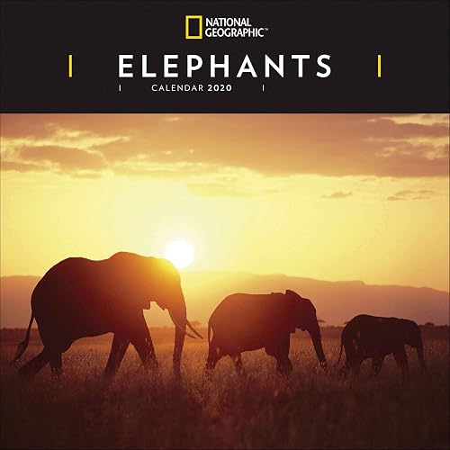 Download Elephants National Geographic Square Wall Calendar 2020 PDF