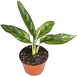 Agloenema Chinese Evergreen - 4'' from California Tropicals