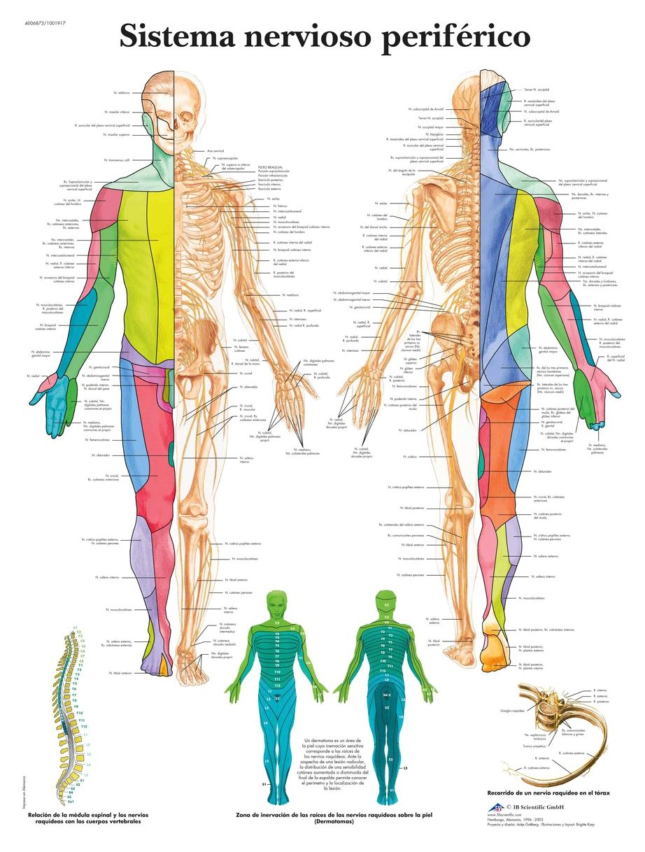3B Scientific – Laminated Human Respiratory System Chart – UV & Dust-Protected Anatomy Poster for Study, Teaching & Clinics