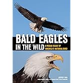 Bald Eagles In The Wild: A Visual Essay of America's National Bird