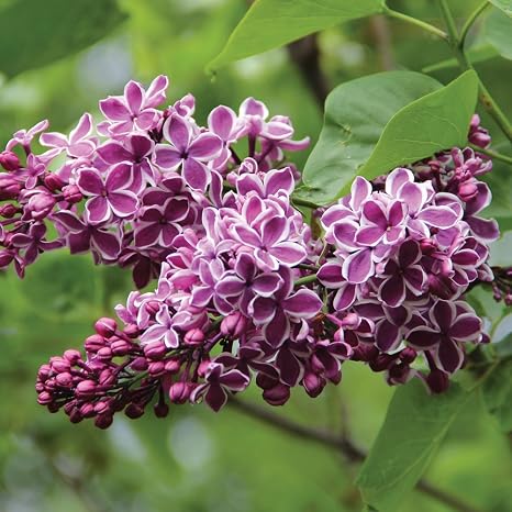 Potted Outdoor Lilac Shrub Syringa Bush For Cottage Garden Baring Fragrant Purple Spring Flowers Easy To Grow 1 X Syringa Vulgaris Sensation In A 7 Litre Pot By Thompson Morgan Amazon Co Uk