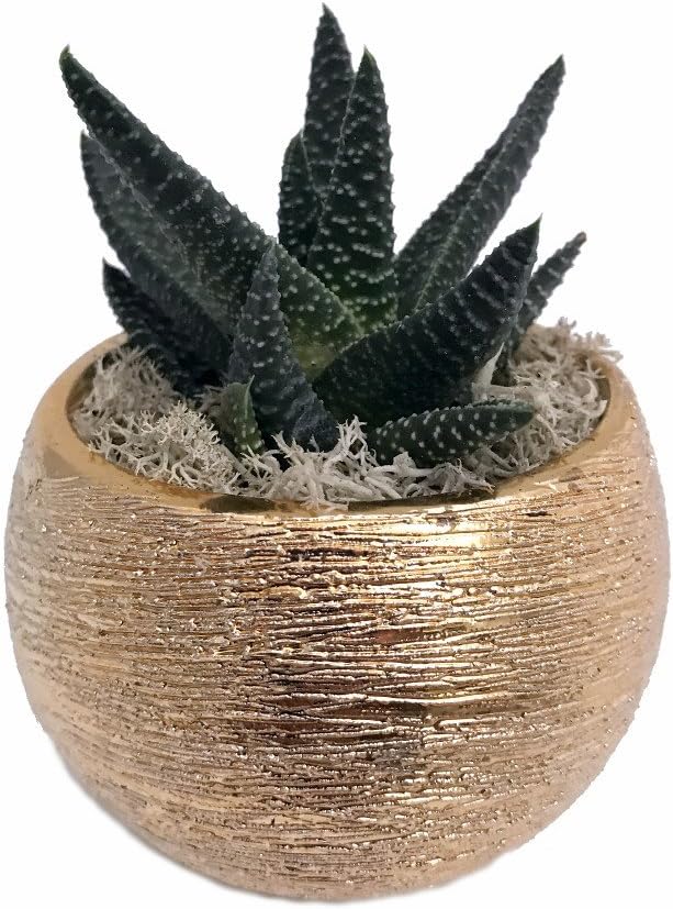 Life Eclipse Planter with Live