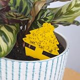 Blooven 60 PCS Yellow Fruit Fly Traps Fungus Gnat Sticky Catcher Indoor view 2