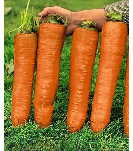 Amazon.com : Seeds Carrot Red Giant Vegetable for Planting