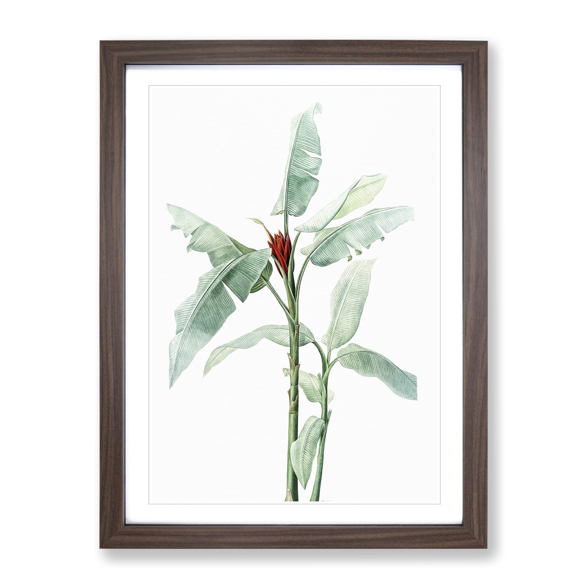 Scarlet Banana Plant By Pierre Joseph Redoute Vintage Framed Wall Art Print, Ready to Hang Picture for Living Room Bedroom Home Office Décor, Walnut A4 (34 x 25 cm)