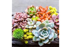 1000pcs Mixed Succulent Seeds, Beautiful and Colorful Seeds Collection for Indoor and Outdoor Garden, Mini Succulent Plants, 