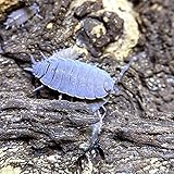 XYZReptiles Live Insects Powder Blue Isopods for