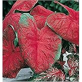 Blaze Caladium Bulbs for Planting - Large Size Root - Bold Red and Green Foliage - Hardy in Zones 9-11 - Vibrant Caladium for Gardens and Pots