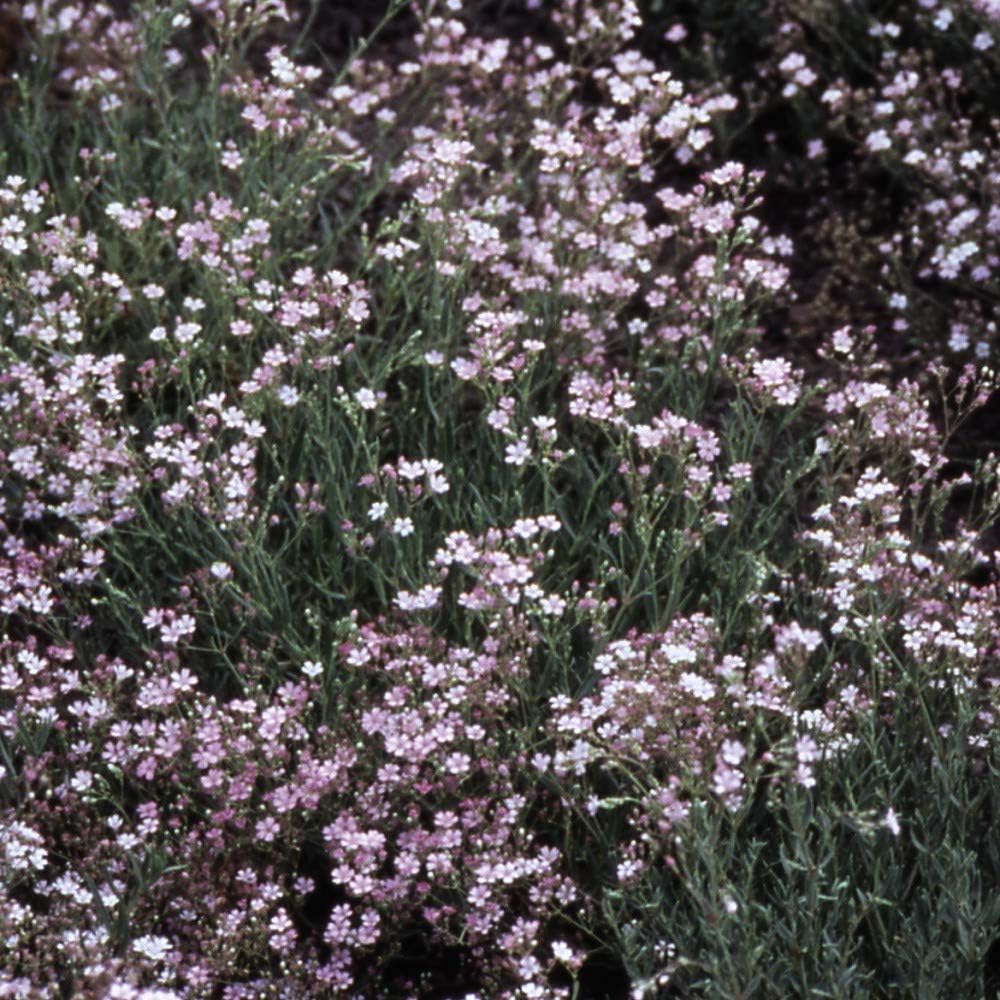 Gypsophila Hardy Garden Perennial Plant, Summer Flowering, Ground Cover