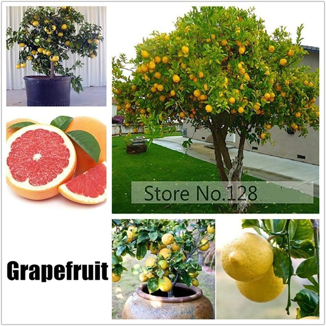 Lioder Perennial Fruit Seeds 17 Varieties Indoor/Outdoor Fruit Bonsai Organic for Home Garden Planting