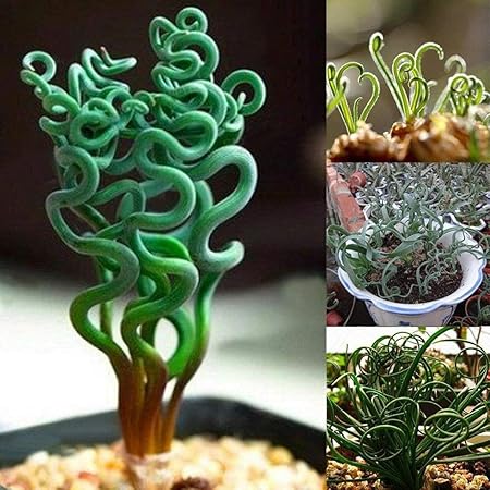 SRUSHTI TRADERS 50 Pcs Rare Spiral Grass Flower Seeds Succulents Plant Grass Seeds Home Garden