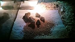 12+ Fertile button quail eggs variety of color