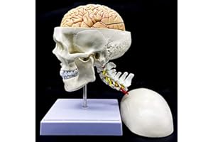 XINDAM Human Skull with Brain and Cervical Vertebra Anatomical Model Life-Size Anatomy for Science Classroom Study Display Teaching Model