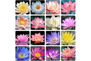 EKFRPAU 35+ Mixed Bowl Lotus Seeds, Bonsai Lotus Seeds for Planting (Nelumbo), Water Lily Seed, Can Purify Water and Air