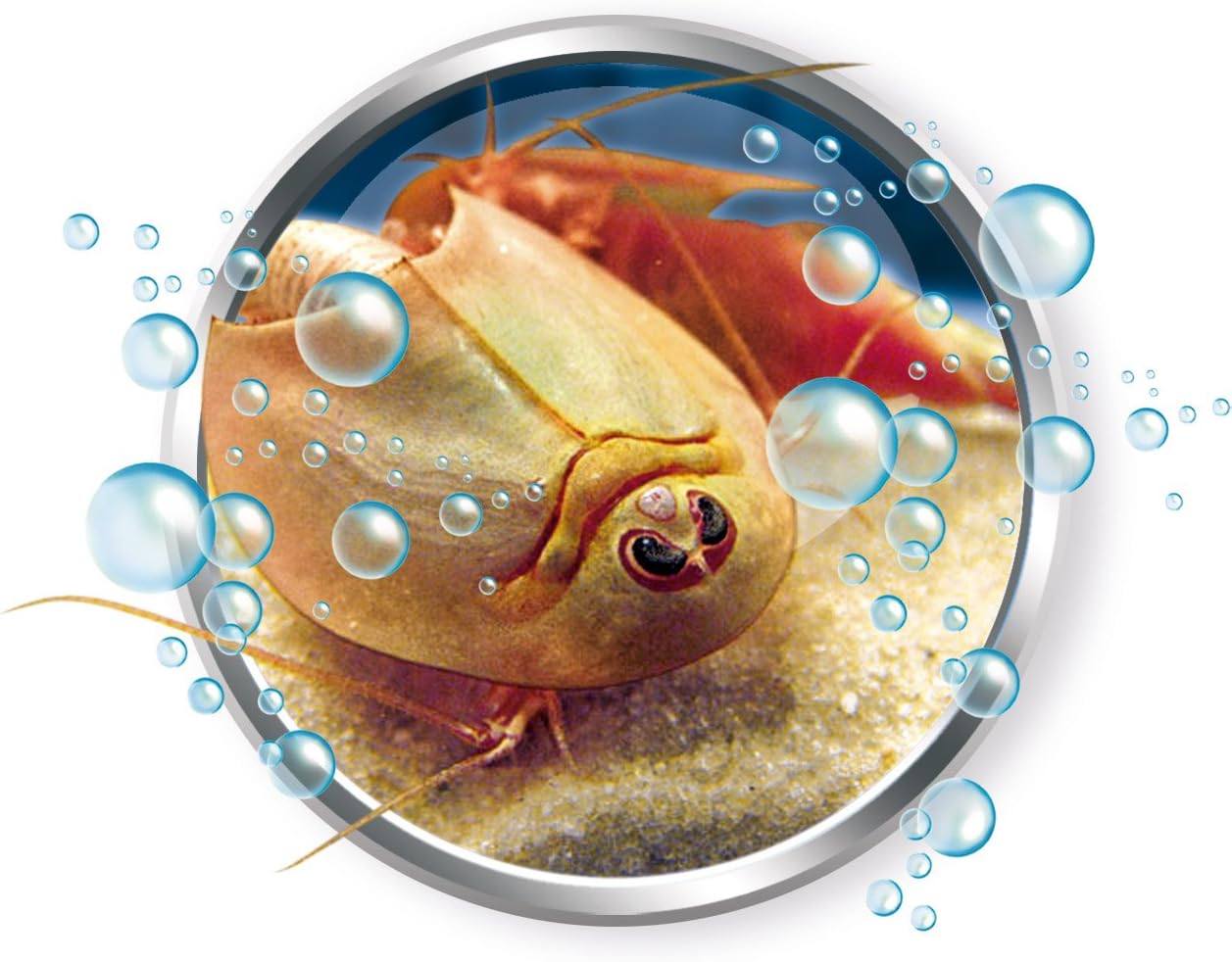 Wetenschap Triops Kweken 7+, Multicolor, Medium - Image 4