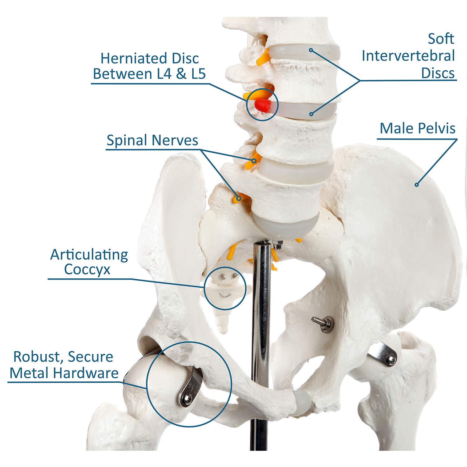 Axis Scientific Human Skeleton Model Anatomy Bundle, 5' 6" Life Size