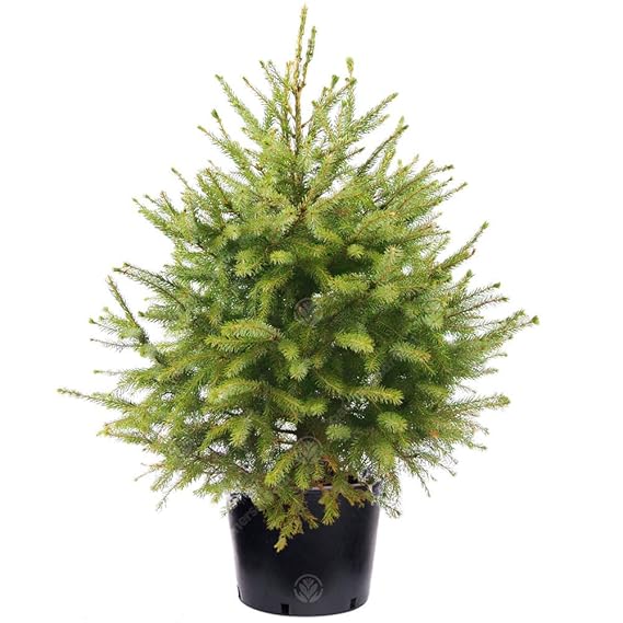 GardenersDream Serbian Spruce Pot Grown Christmas Tree Real Live